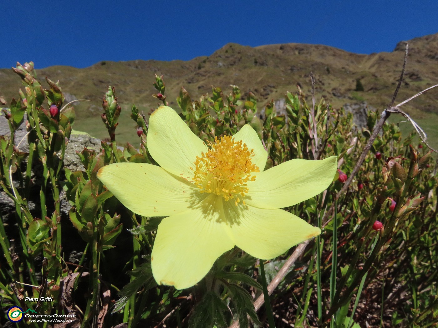 23 Pulsatilla alpina sulphurea (Anemone alpino).JPG